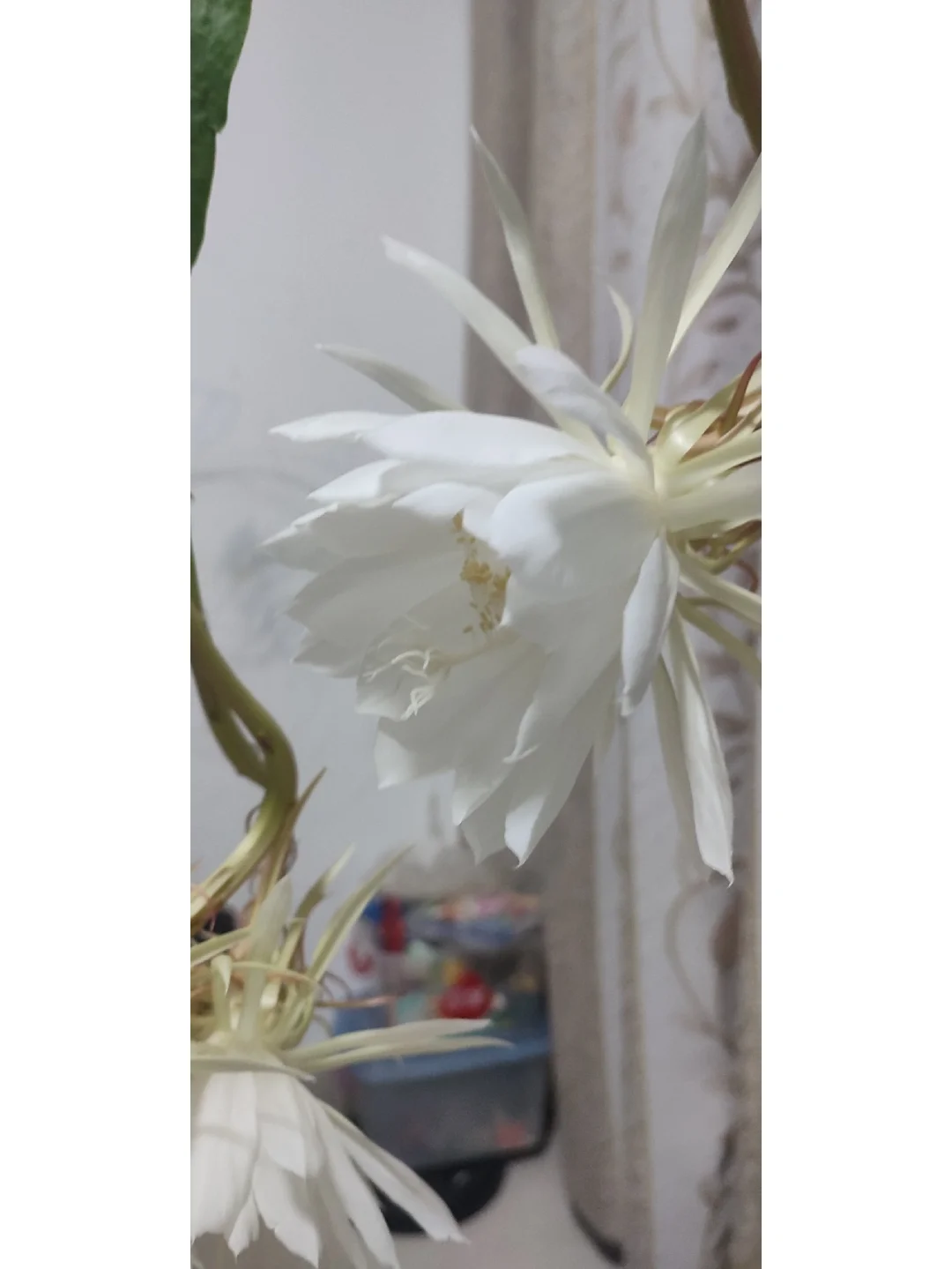 孤独无际，刹那芳华昙花一现，曙光已起